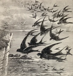 Annual Migration of Swallows, from 